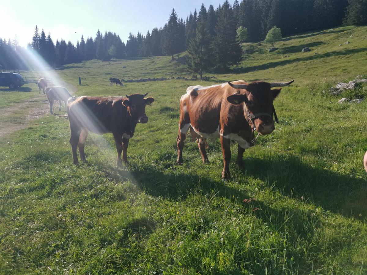 Chalet Stara Jelka Pokljuka Zgornje Gorje Exterior foto