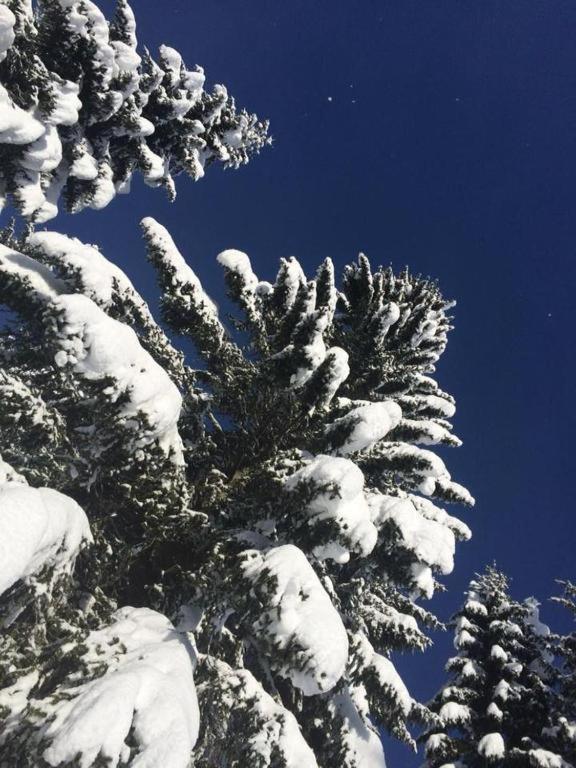 Chalet Stara Jelka Pokljuka Zgornje Gorje Exterior foto